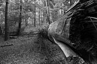 The Fallen Tree by Sander de Jong thumbnail
