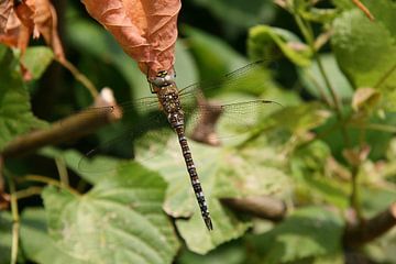 Libelle sur une feuille 1 sur Toekie -Art