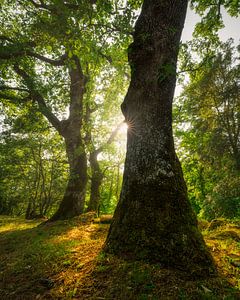 Bäume in einem alten Wald in Sorano, Toskana