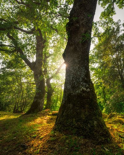 Trees in old forest in Sorano, Tuscany by Stefano Orazzini