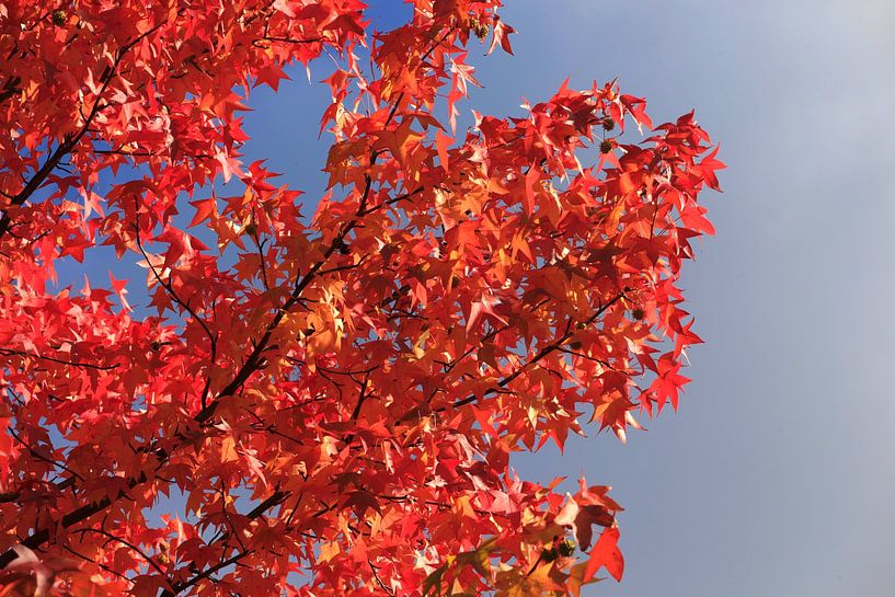 Golden October by Thomas Jäger