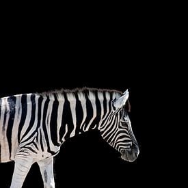 Zebra auf Schwarz von Mario van Telgen
