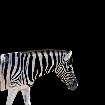 Zebra op zwart