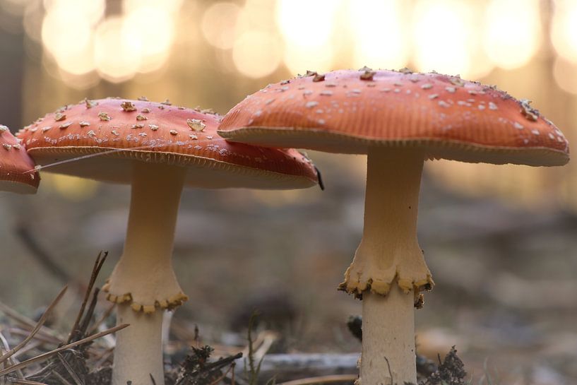 Zarter weiß roter Fliegenpilz, auf dem Waldboden. von Martin Köbsch