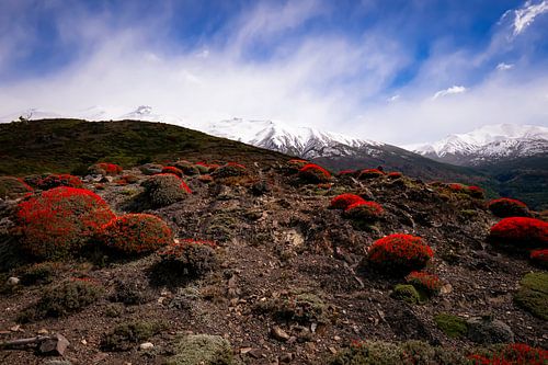 Landschap van Torres del Paine NP