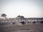 Buffels in Afrika van Omega Fotografie thumbnail
