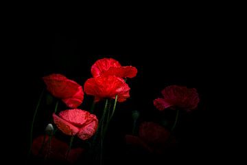 Groepje klaprozen – fine art macrofotografie