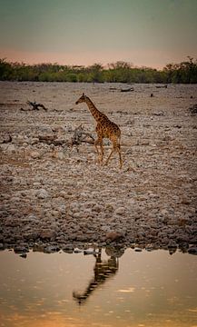 Giraffe in Etosha Nationaal Park in Namibië, Afrika van Patrick Groß