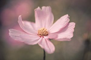 Cosmos / Cosmea roze bloem met robuuste bewerking van KB Design & Photography (Karen Brouwer)