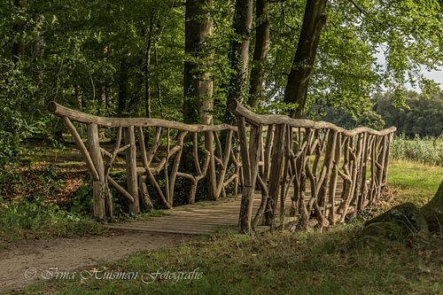 Beautiful bridge in the forest