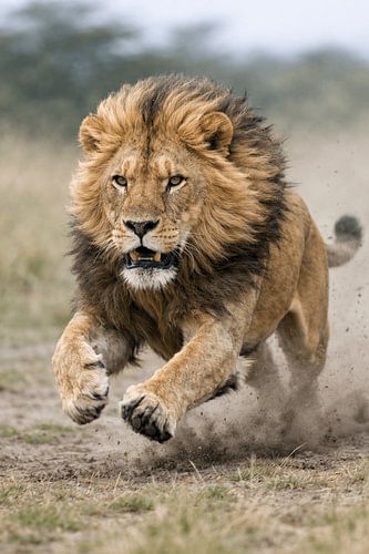 Stürmender Löwe in voller Kraft – spektakuläres Wildlife-Actionporträt