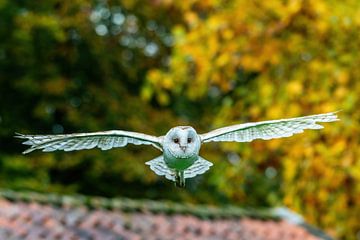 Barn owl in flight (Tyto alba)