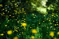 Buttercups