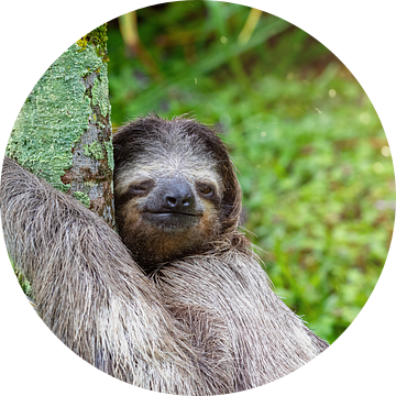 Winky luiaard in het regenwoud