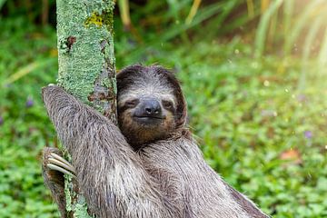 Paresseux clignant des yeux dans la forêt tropicale