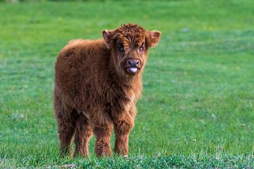 Schotse hooglander als grote grazer van Merijn Loch