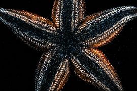 Étoile de mer