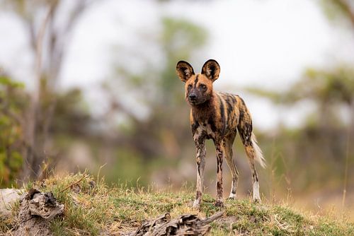 African wild dog