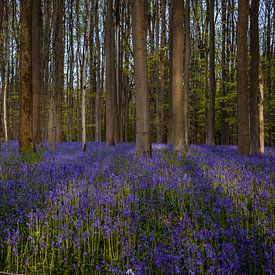 Hallerbos forest during springtime with bluebells flowers and green trees. Halle, Bruxelles, Belgium von Thilo Wagner