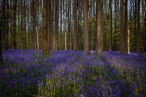 Forêt de Hallerbos au printemps, avec des fleurs bleues et des arbres verts. Halle, Bruxelles, Belgique