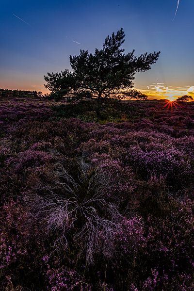 lone tree in the heather by peterheinspictures