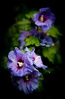 Wildblumen nach dem Regen