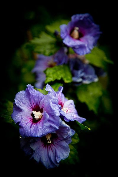 Fleurs sauvages après la pluie par Jesse Meijers