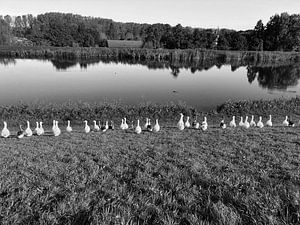 Zähle das White Ducks Spiel