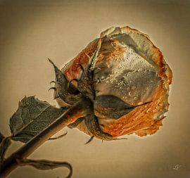 Roos van Lyonne Verweij