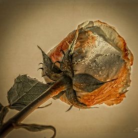Roos by Lyonne Verweij