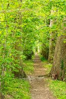 Path in a forest
