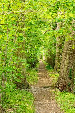 Ein Weg im Wald auf der Insel Usedom von Rico Ködder