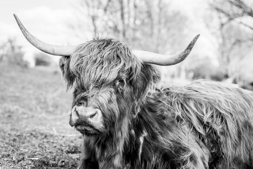 Scottish highlander by Cindy van der Sluijs