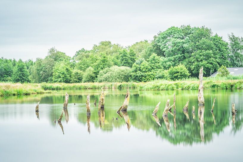 The reflection of the Drowned Forest in Friesland by Tina Linssen