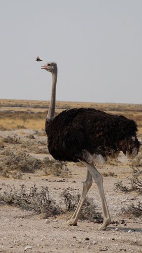 Grote vogel - kleine vogel