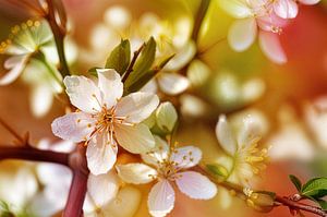 Frühlingsblüten 