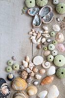 Shell collection on sand and wood background