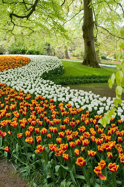 Tulip field in  in the Keukenhof, the Netherlands by Tamara Witjes