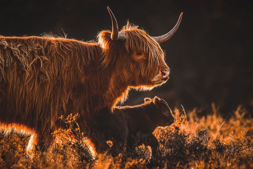 Scottish Highlander with calf by Dennis Bresser