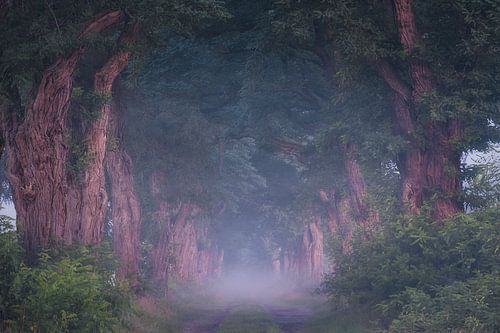 Bomenlaan sprookjesachtig