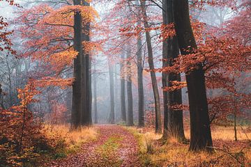 Woodland daydream by Tvurk Photography