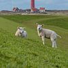 lambs at the Texel lighthouse by Texel360Fotografie Richard Heerschap