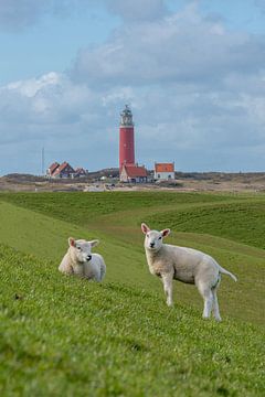 lambs at the Texel lighthouse