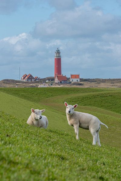 lammetjes bij de vuurtoren Texel van Texel360Fotografie Richard Heerschap