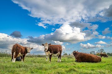 Koeien grazen in de uiterwaarden van de IJssel