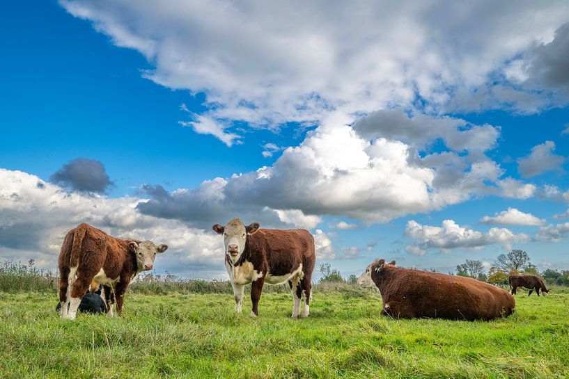 Cows grazing on the IJssel river floodplains by Sjoerd van der Wal Photography
