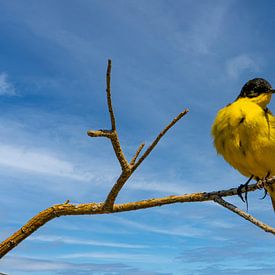Flussstelze von Alain Gaymard