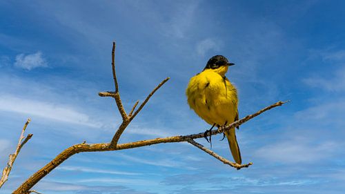 Common Wagtail