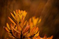 Herbstliche Vegetation von Laura Reedijk Miniaturansicht