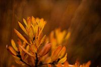 Herfst vegetatie
